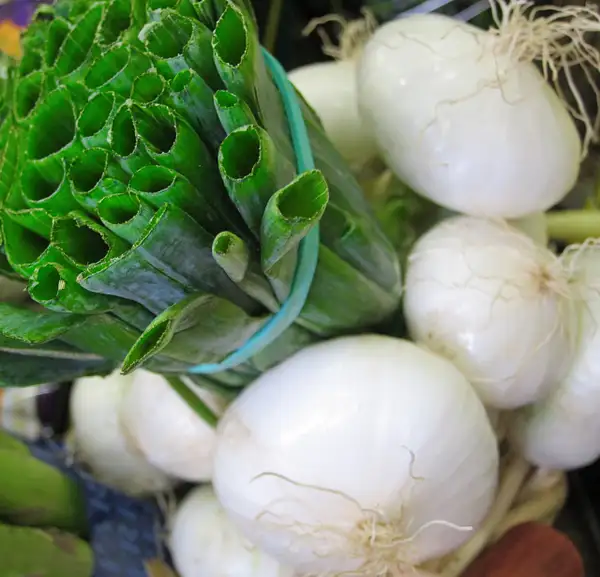 garlic and spring onion by Gabriel le Roux