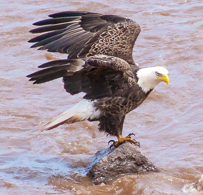 eagle 038