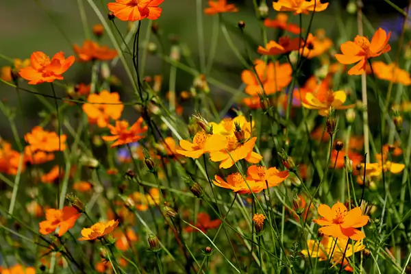 Grosse_Tete_108_orange_flowers by Judy Kay