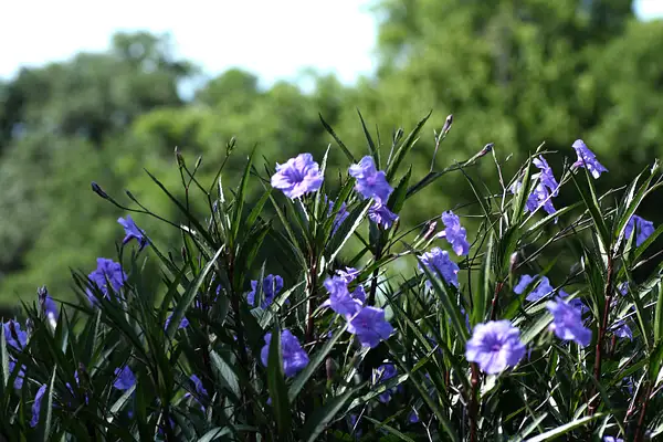 Grosse_Tete_136_blue_flowers by Judy Kay