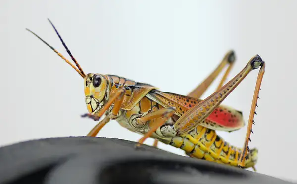 Grasshopper by Judy Kay