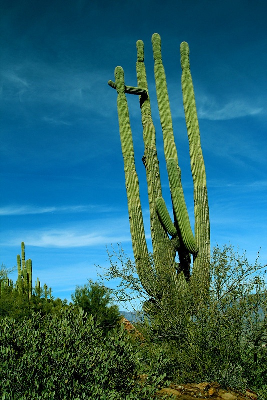 Apache_Trail_Cactus