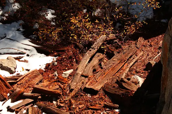 Fallen Redwood by Judy Kay