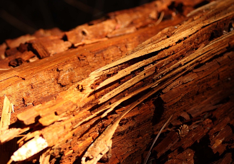 Fallen redwood