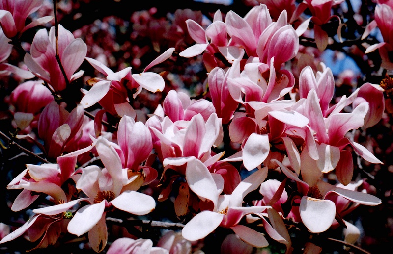 magnolia blossoms