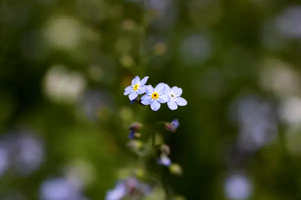 blue flowers by zippythechipmunk