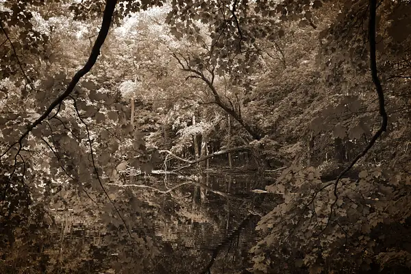 pond & trees by zippythechipmunk