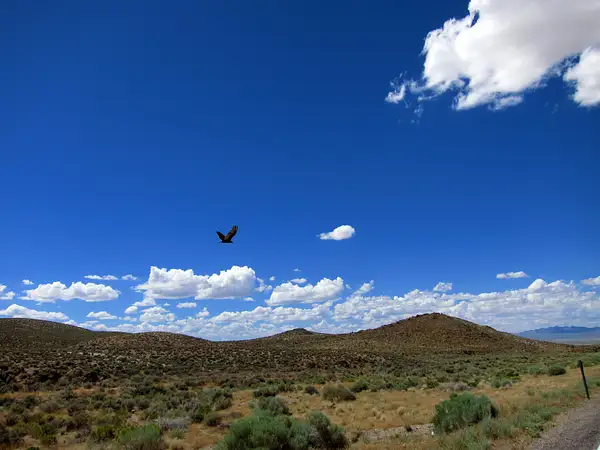 vulture leaving by zippythechipmunk