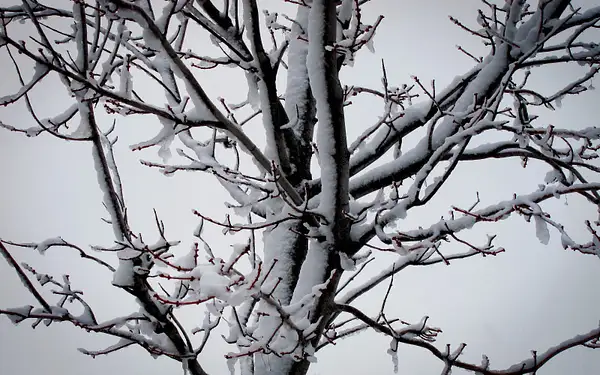 snow tree by zippythechipmunk