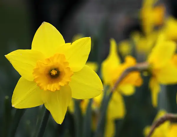 daffodil by zippythechipmunk