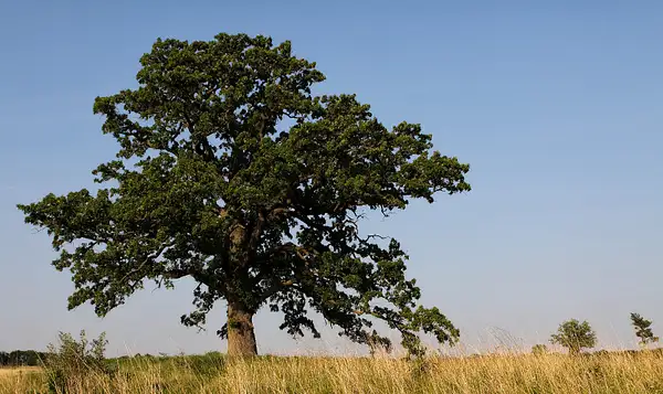 lone oak by zippythechipmunk