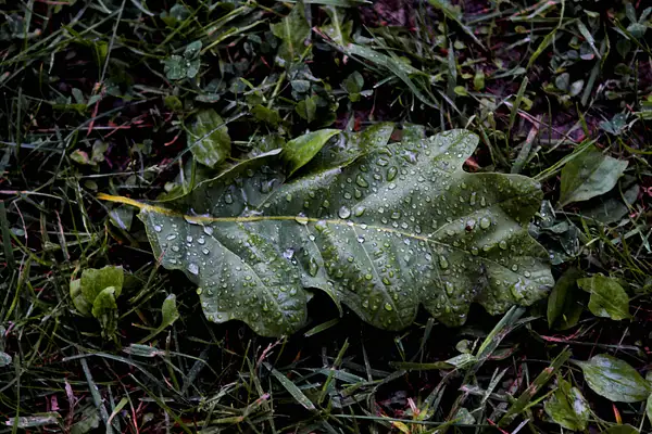wet leaf by zippythechipmunk