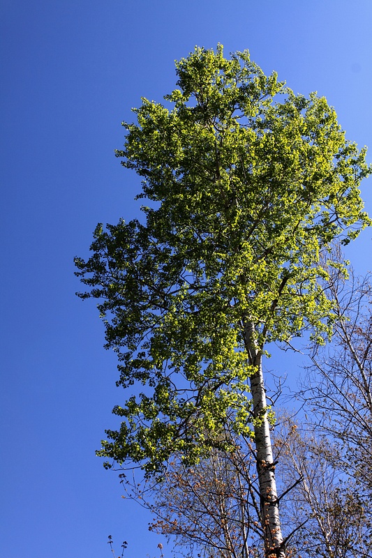 springtime poplar