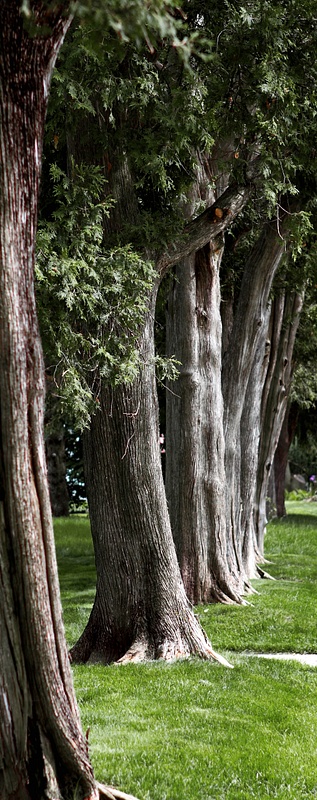 cedars in a row