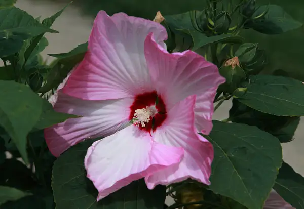 hibiscus by zippythechipmunk