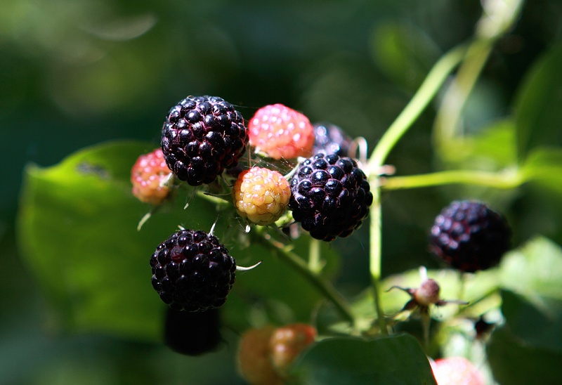 black raspberries