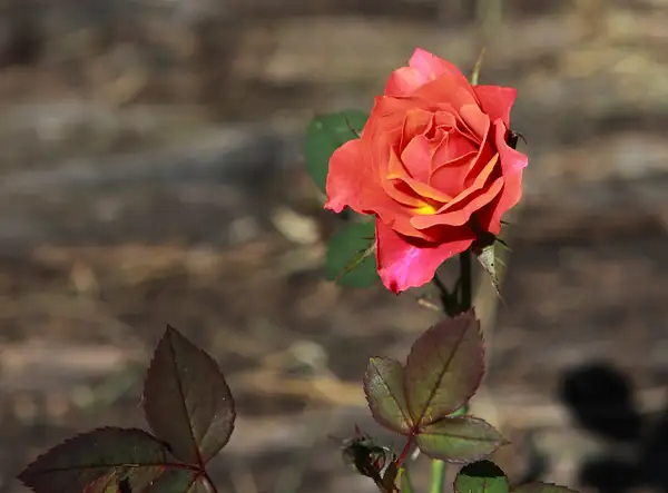 rosebud by zippythechipmunk