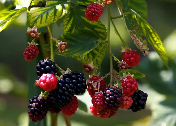 blackberries by zippythechipmunk