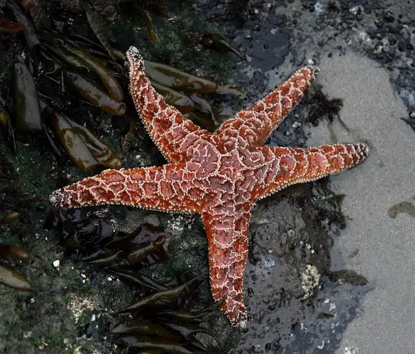 sea star by zippythechipmunk