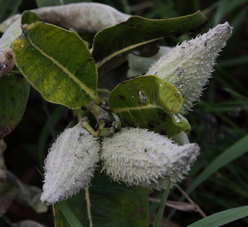 fall milkweed
