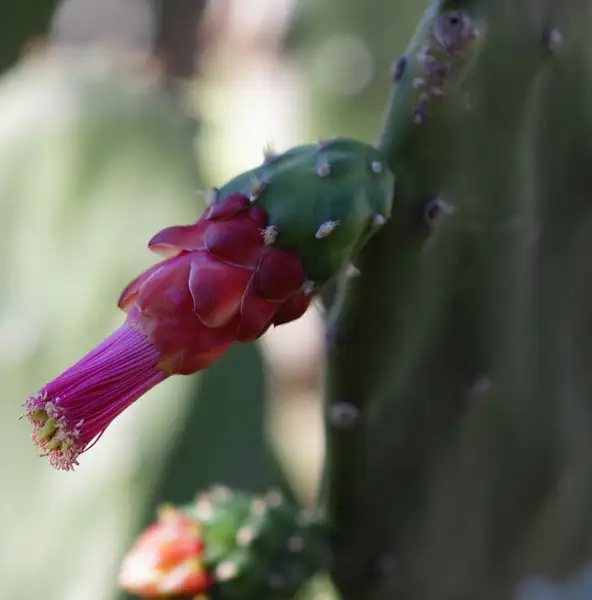 cactus flower by zippythechipmunk