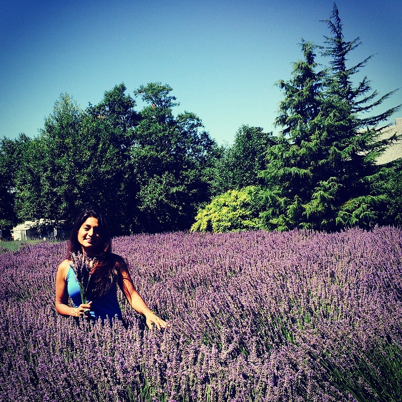 Lavender Field, Oregon