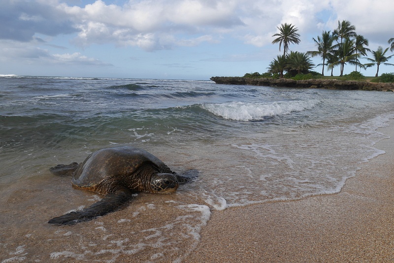 Merikilpikonnat tulevat rannalle lämmittelemään ja levähtämään