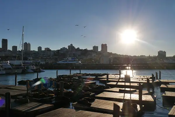 Fisherman's Wharfin merileijonat ja pelikaanit by...