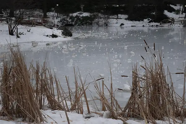 Jäätynyt lampi Central Parkissa by hannajamikko