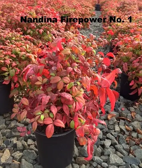 Nandina Firepower No. 1 by ShrubsHolt