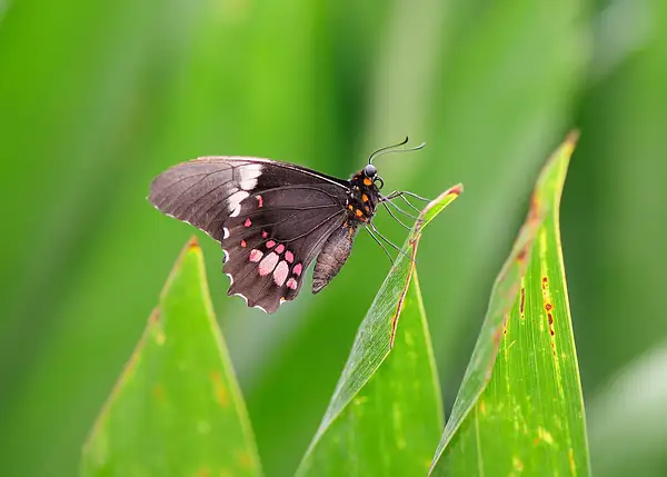 papillon by BaronMingus
