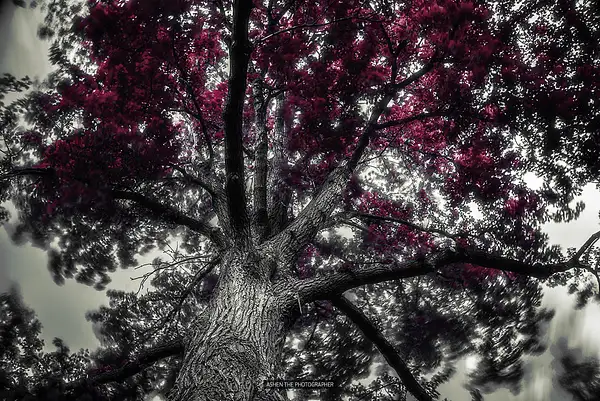 1000_Tree by -Ashen-
