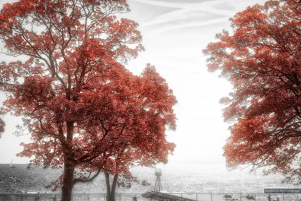 RedTrees_Sea by -Ashen-