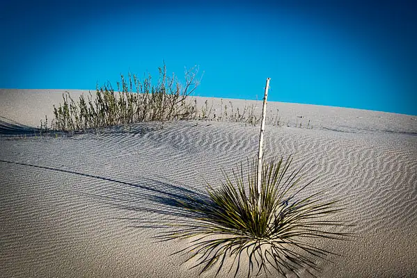 20160414_White Sands_447 by MichaelSherman