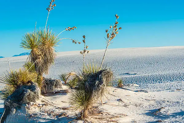 20160414_White Sands_458 by MichaelSherman