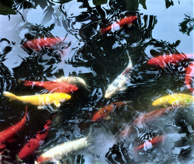 Maui Fish Pond