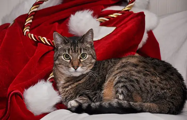 Holiday Cat by GeneGabry