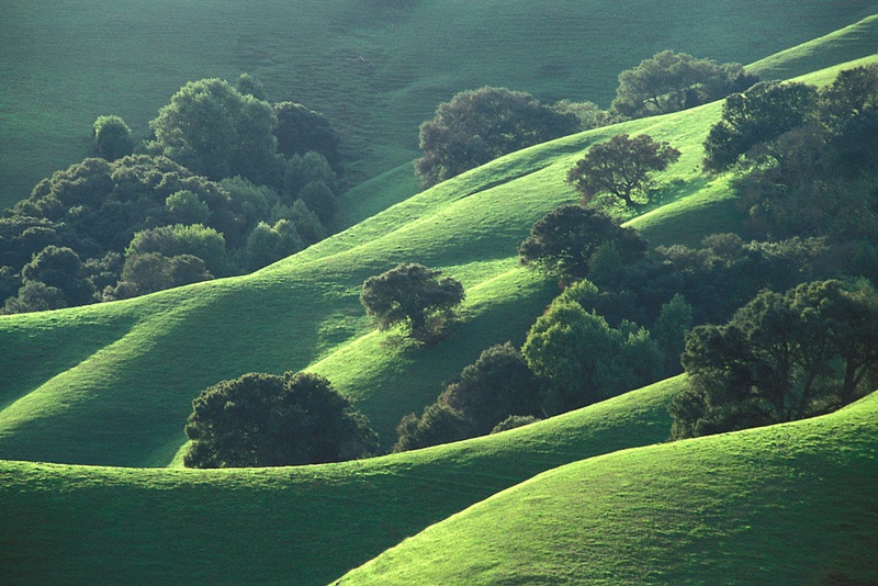 Oak trees and green grass on hills in spring