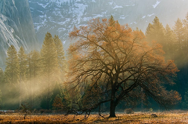Mist and sunlight on maple tree in spring meadow