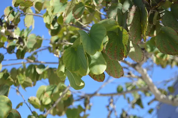 leaf up close by Alexasfour1
