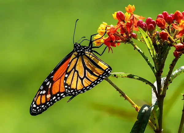 Monarch Butterfly on Tropical Milkweed (Asclepias...