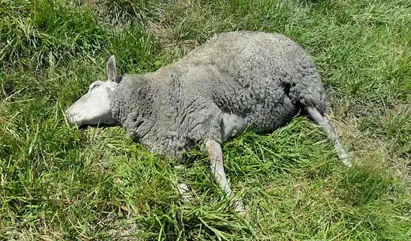 dead-sheep-heat-wave by Michael86331