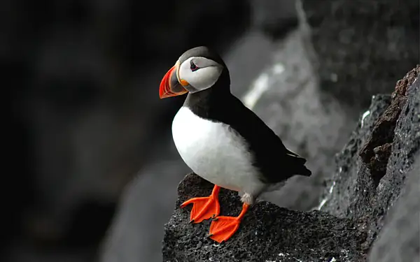 puffin by Michael86331