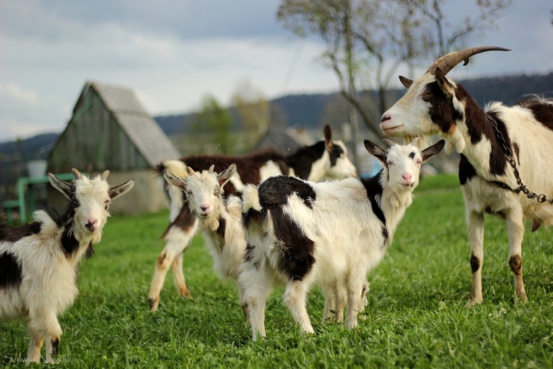 Goats in Sianki village, Ukraine