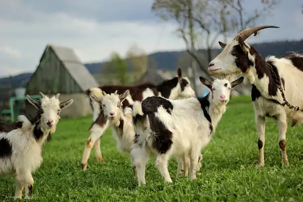 Goats in Sianki village, Ukraine by Sylwia Nowak