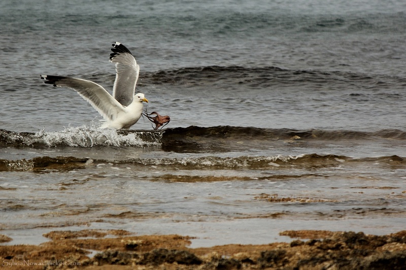 A sea fight in Akamas Penisula, Cyprus