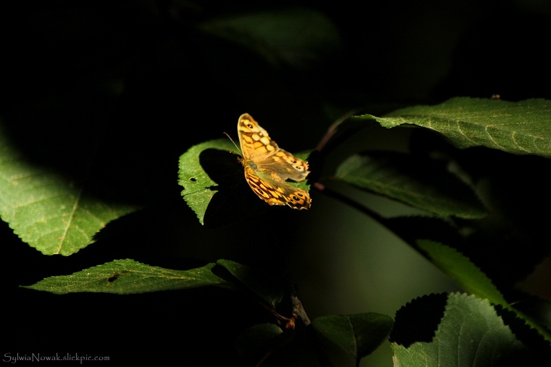 A Butterfly between Light & Shadow