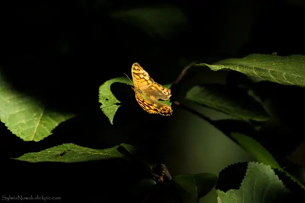 A Butterfly between Light & Shadow by Sylwia Nowak