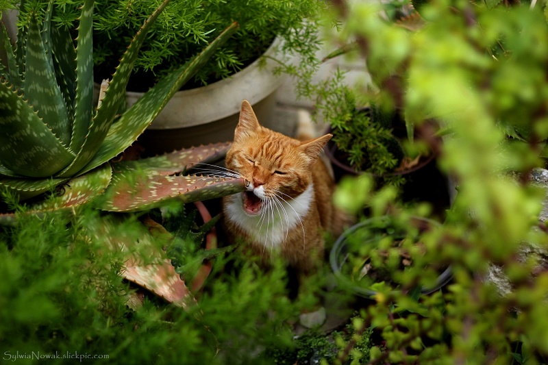 A hungry ginger cat