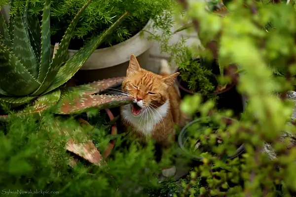 A hungry ginger cat by Sylwia Nowak